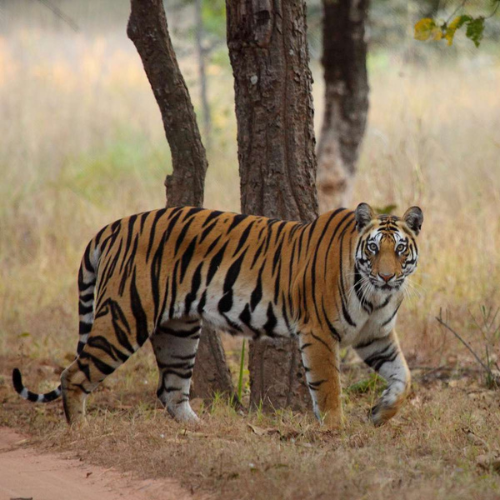 Bandhavgarh National Park