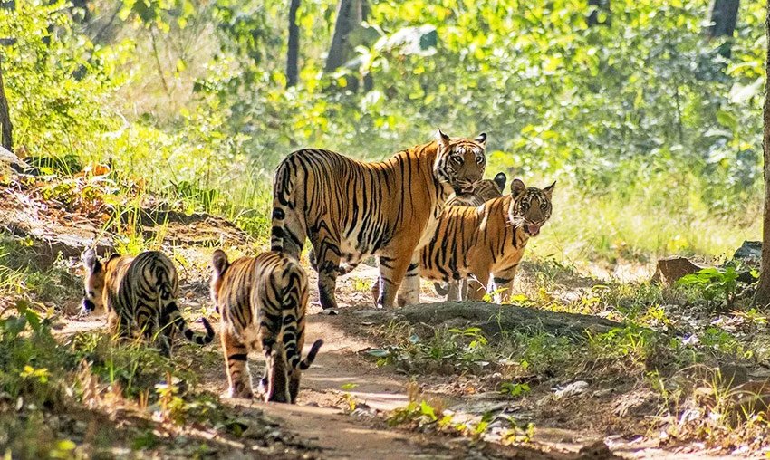 Pachmadhi National Park