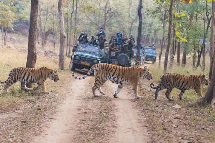 Pench National Park
